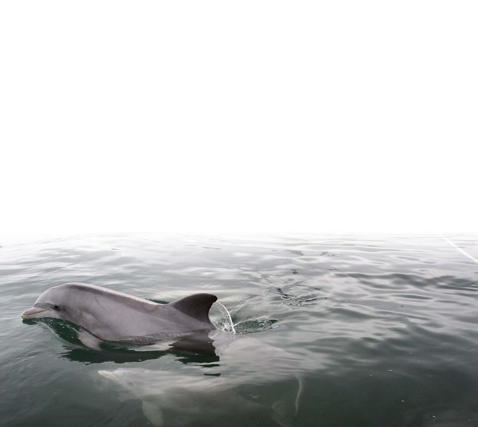 dolphin